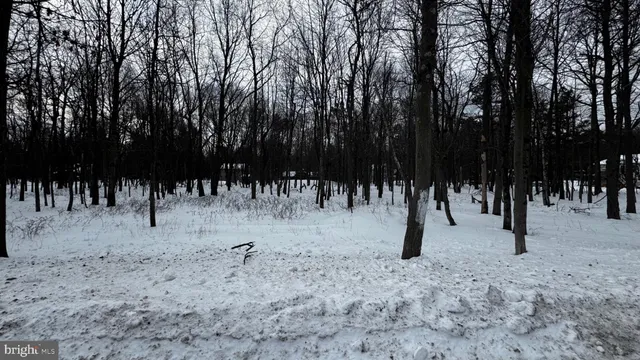 a view of a yard with trees