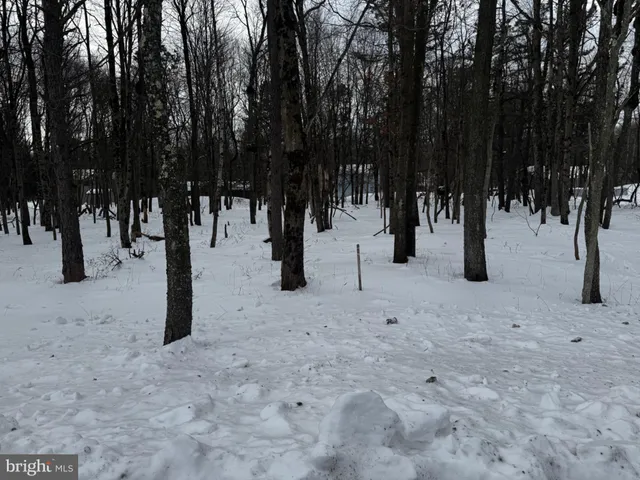 a view of park with trees