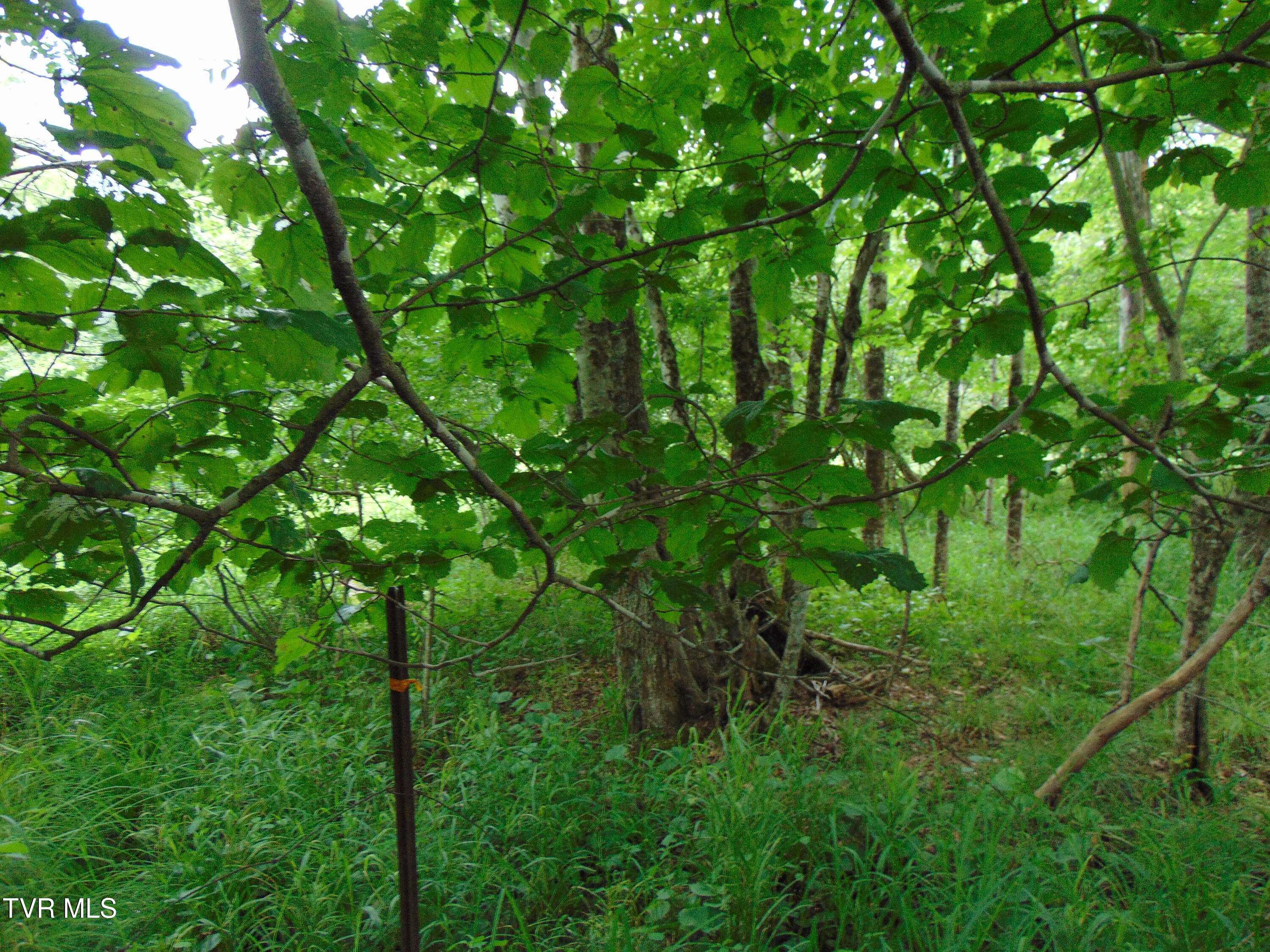 5380 Laurel Fork Road Rocky Gap, VA 24366 - Photo 67 of 69 DSC02312