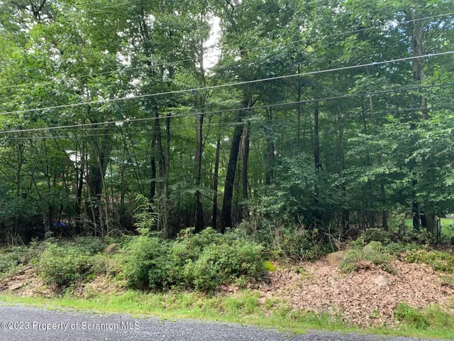 a view of a yard with large trees