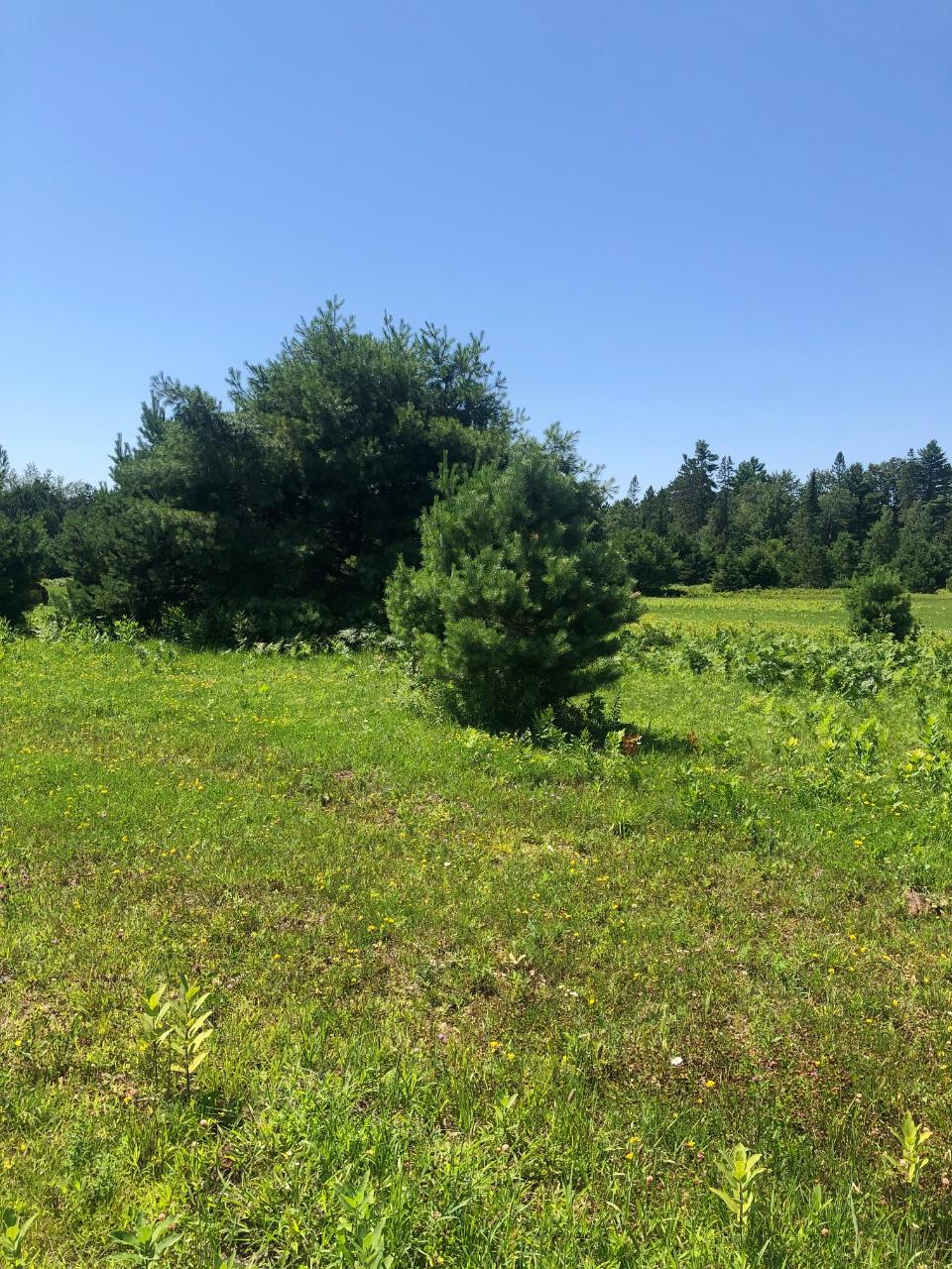 On Boyer Road, Unit LOT 5 Mercer, WI 54547 - Photo 9 of 12 Gallery Image 9