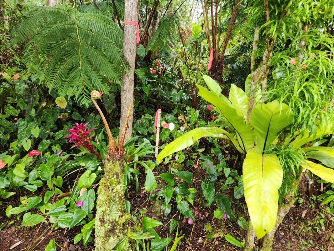 437 Crestview Circle Pahoa, HI 96778 - Photo 2 of 6 a view of a plant in a garden