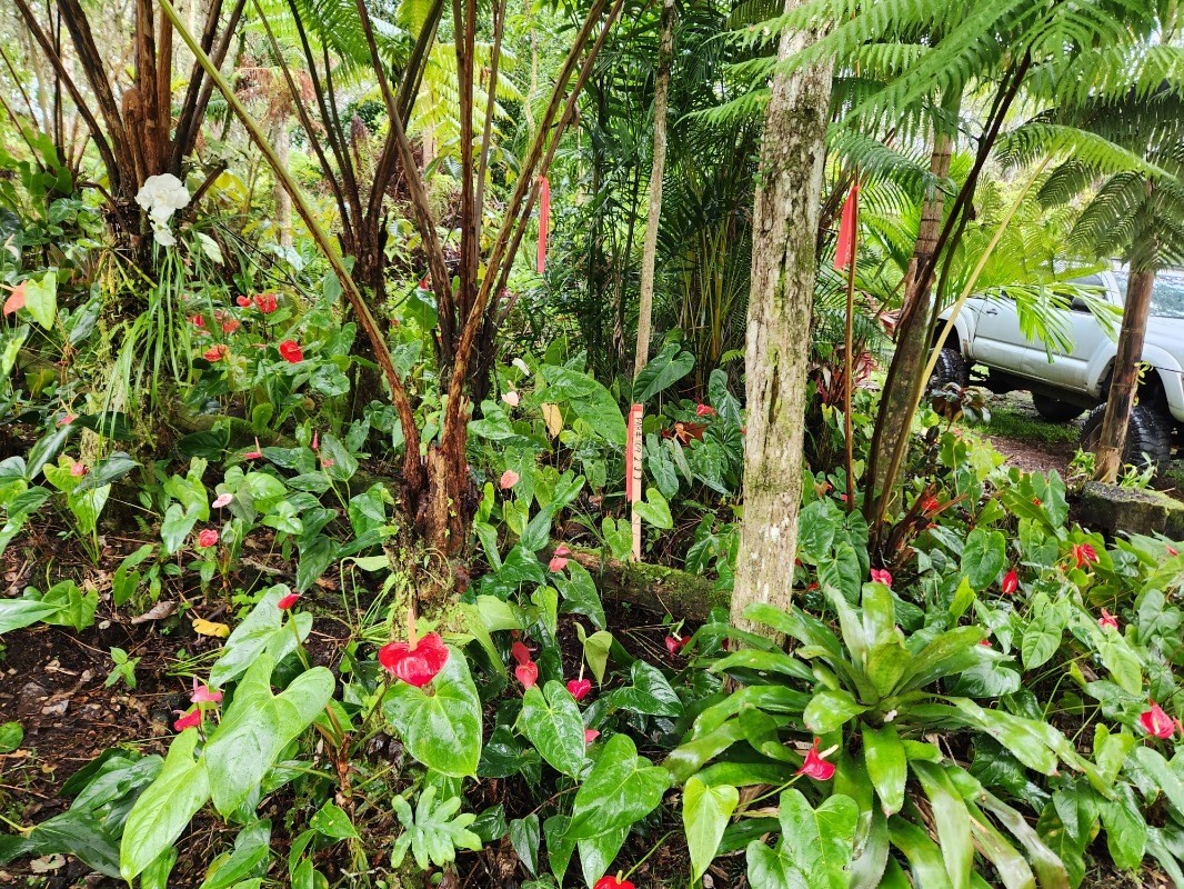 437 Crestview Circle Pahoa, HI 96778 - Photo 3 of 6 a view of a flower in a garden