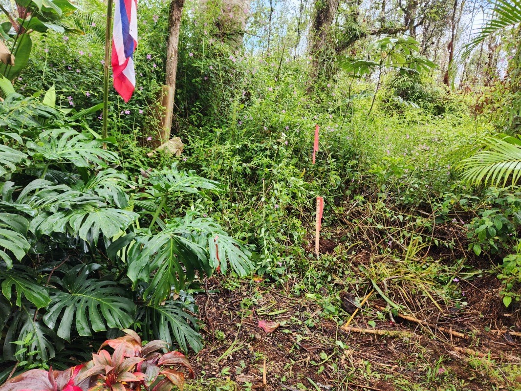 437 Crestview Circle Pahoa, HI 96778 - Photo 4 of 6 a backyard of a house with lots of green space and a forest
