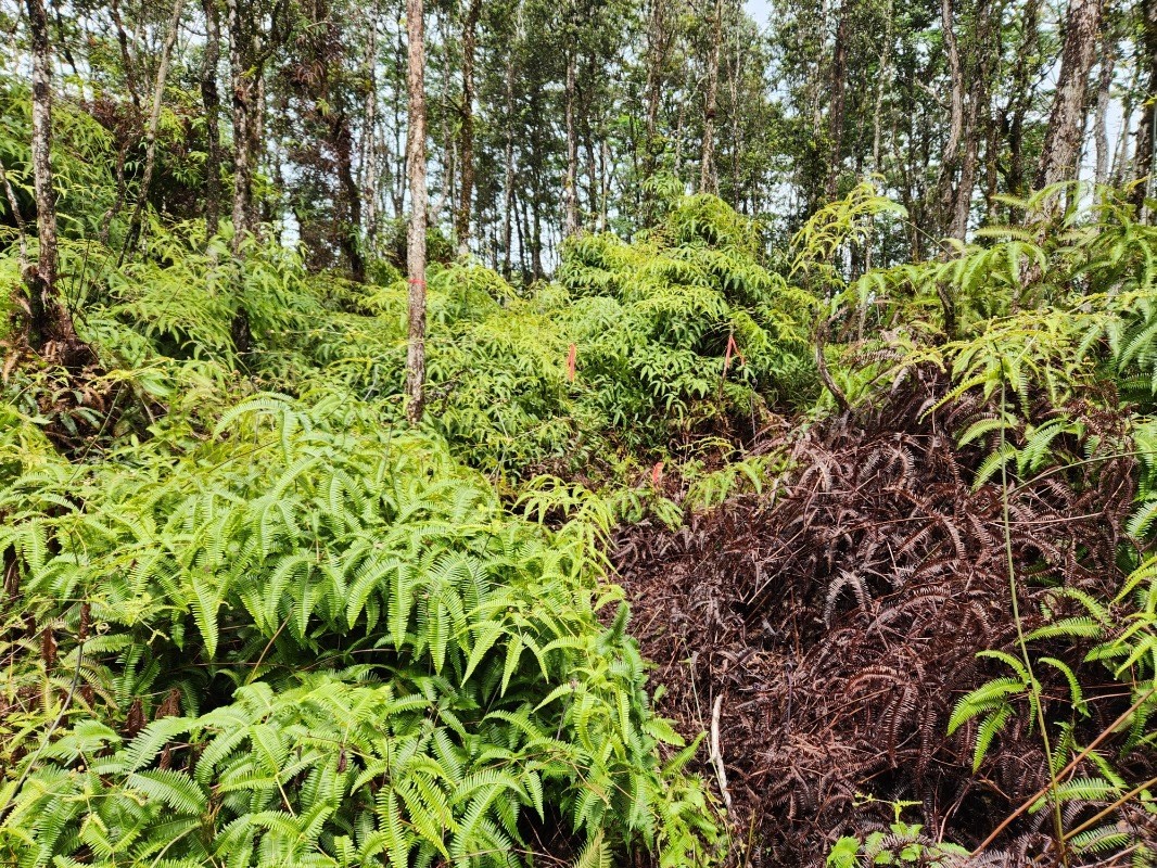437 Crestview Circle Pahoa, HI 96778 - Photo 5 of 6 a backyard of a house with lots of plants