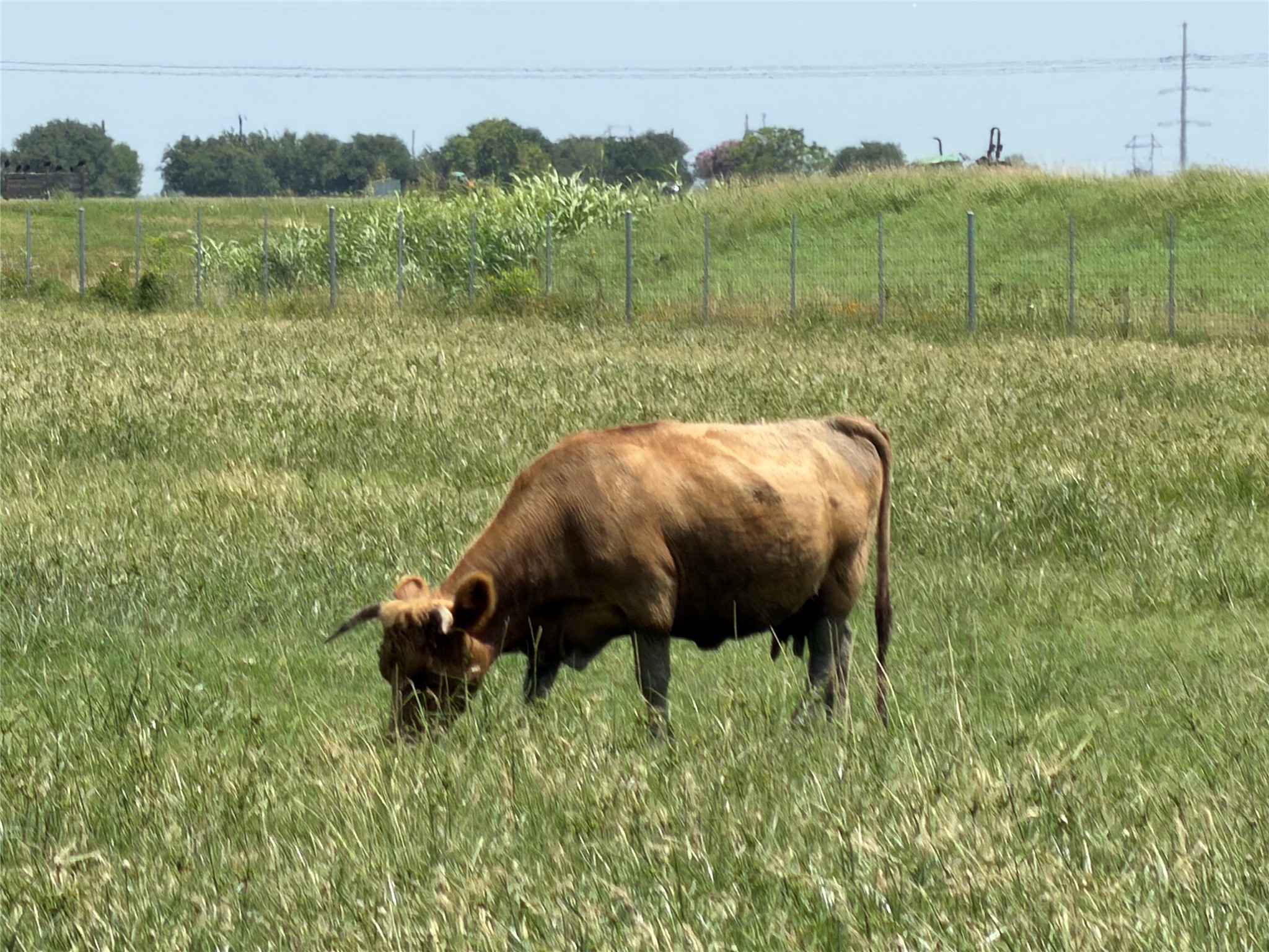 11301 South FM 441 Road El Campo, TX 77437 - Photo 39 of 43 Spacious rural property featuring open fields, perfect for livestock or agricultural pursuits. Animals that have been supported on this farm include: swine, lambs, goats, turkey, chickens, geese, cows and guinea fowl.