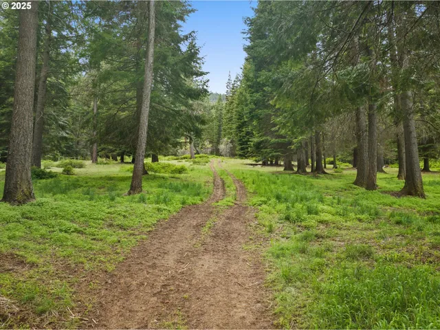 a view of a tree in a yard