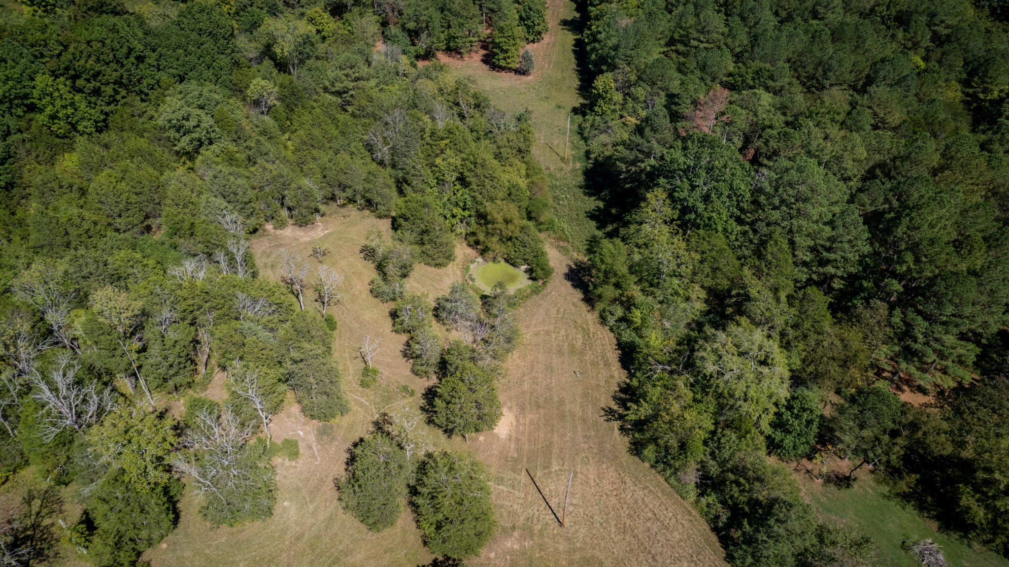 0 Elkton Pike South Pulaski, TN 38478 - Photo 4 of 7 a view of a forest with a houses