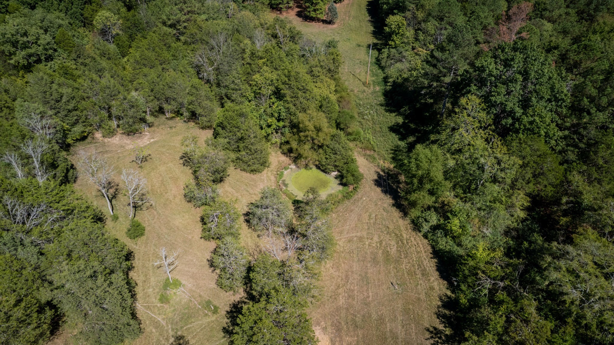 0 Elkton Pike South Pulaski, TN 38478 - Photo 5 of 7 a view of a forest with a forest