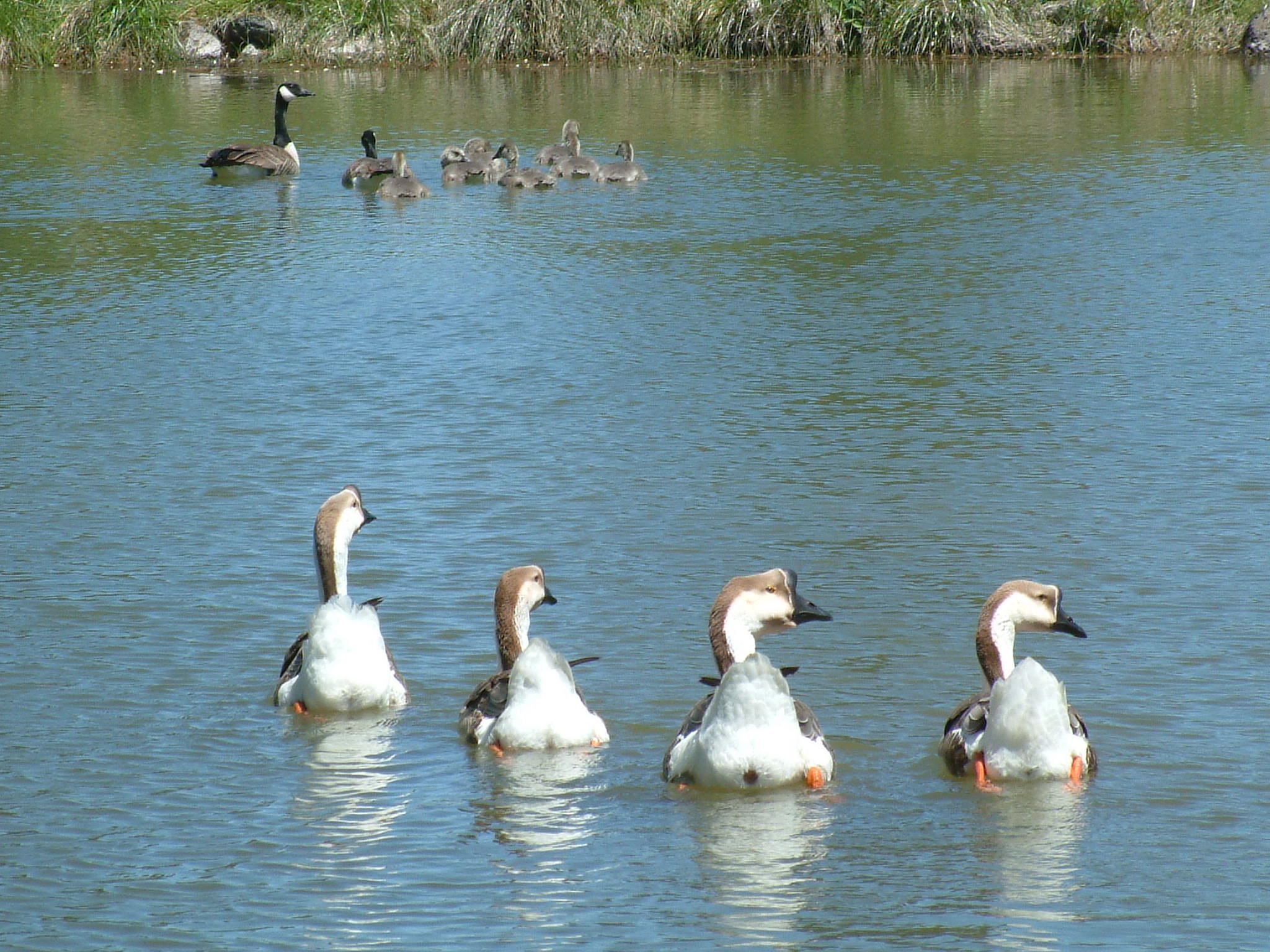 61255 Ward Road Bend, OR 97702 - Photo 48 of 63 Geese, gooslings & Ducks