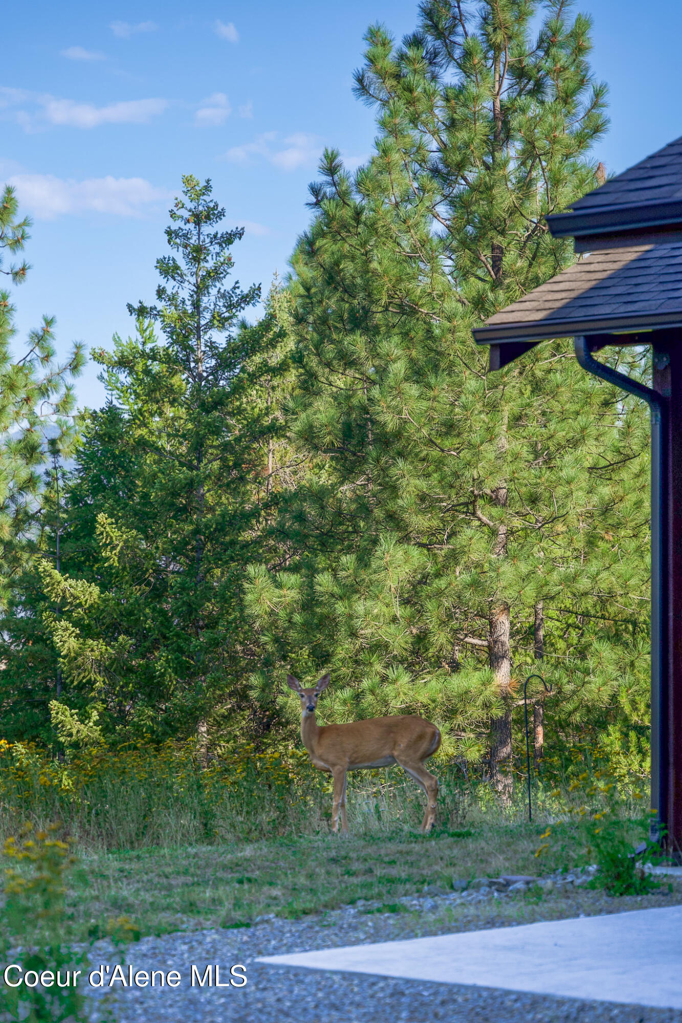 273 Paradise Valley Road Bonners Ferry, ID 83805 - Photo 32 of 37 Morning visitor