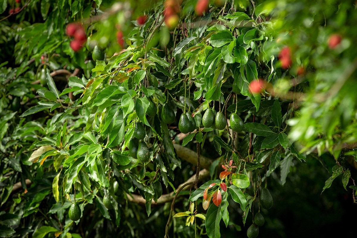 6164 Holio Road Kapaa, HI 96746 - Photo 7 of 8 a view of a plant