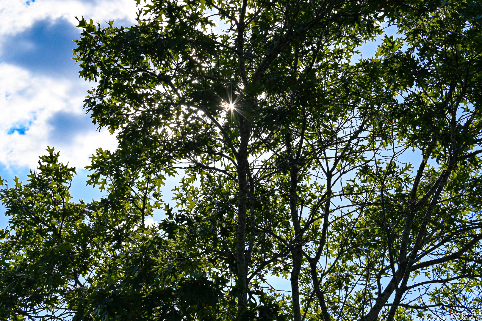 Tract 3 Jungfrau Hill Road Comfort, TX 78013 - Photo 23 of 25 a view of tree