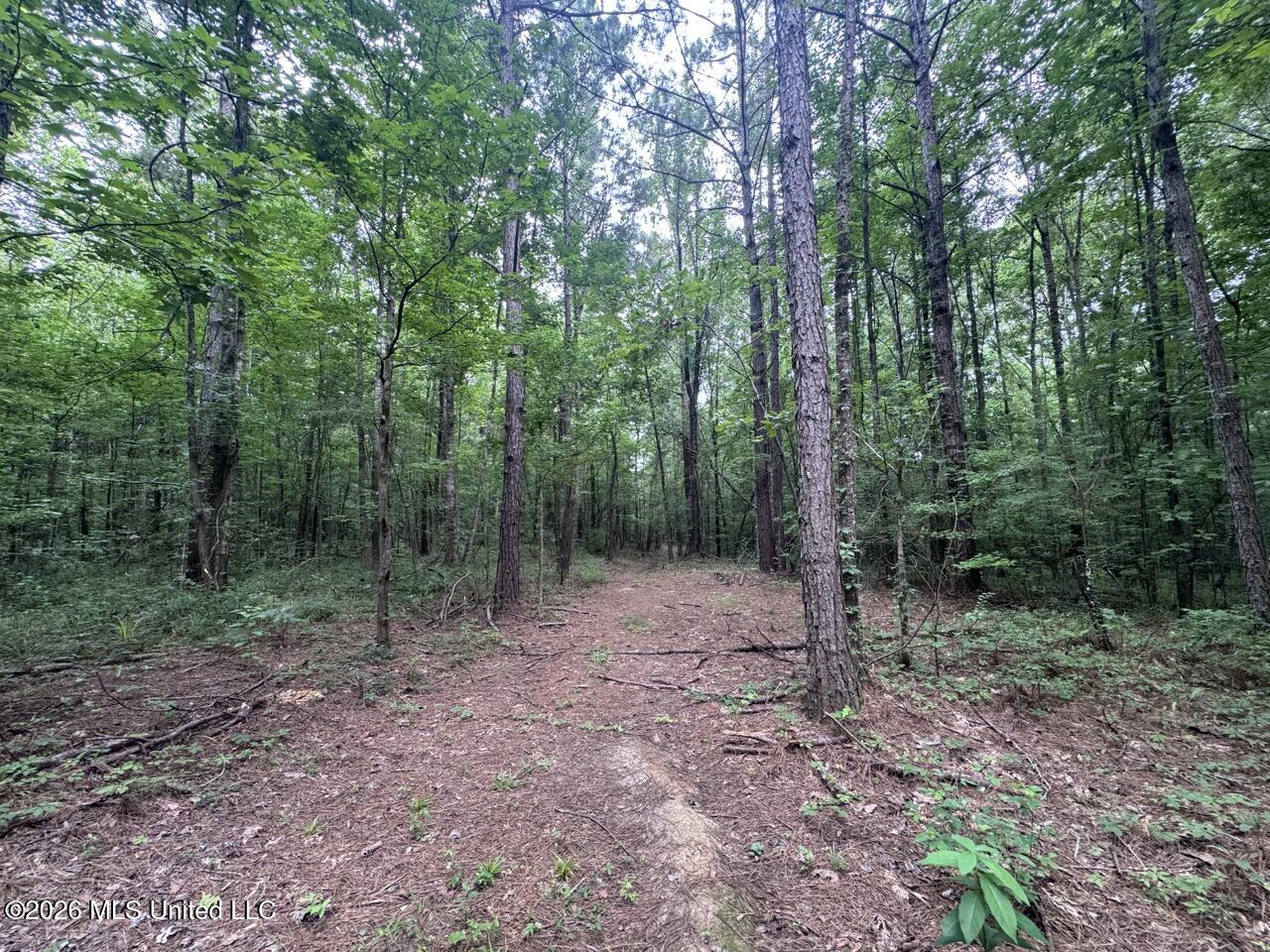 23 Pheasant Road Roxie, MS 39661 - Photo 21 of 31 IMG_4023 Large