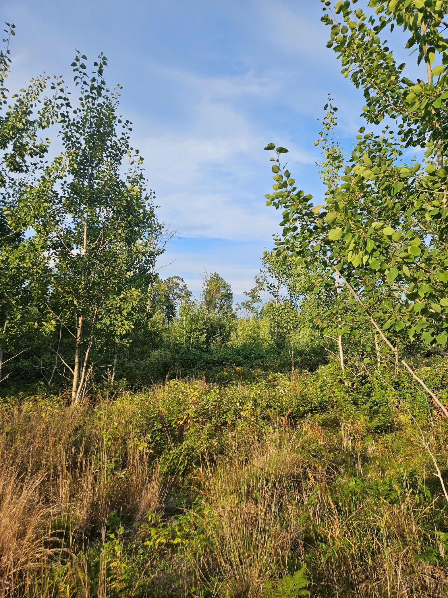 9298 Larkspur Court Brainerd, MN 56401 - Photo 4 of 6