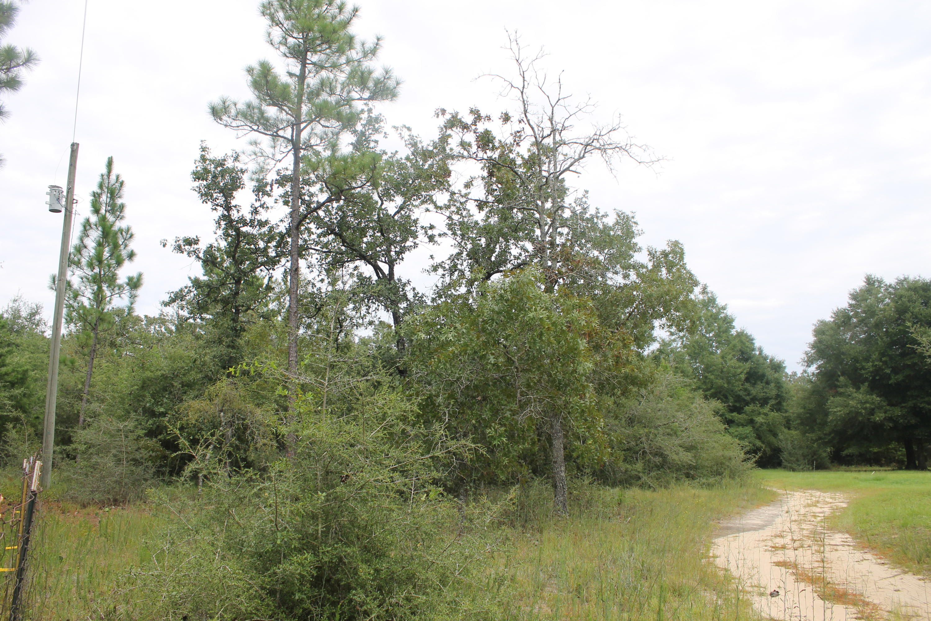 94 Sager Lane Crestview, FL 32539 - Photo 19 of 38 a view of a forest with a tree