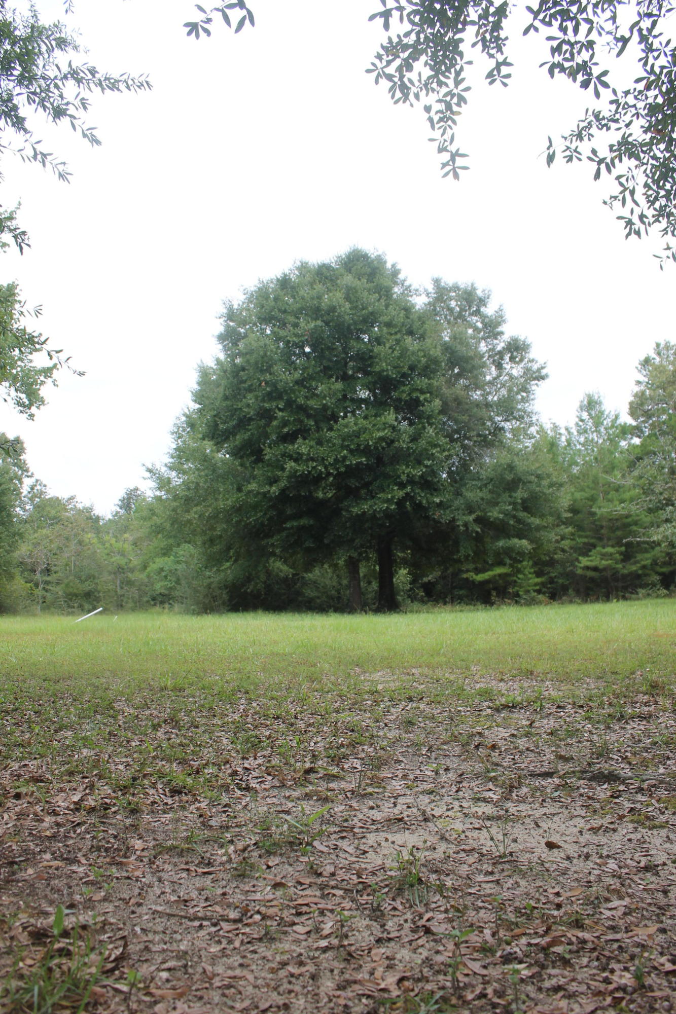 94 Sager Lane Crestview, FL 32539 - Photo 3 of 38 a view of outdoor space and yard