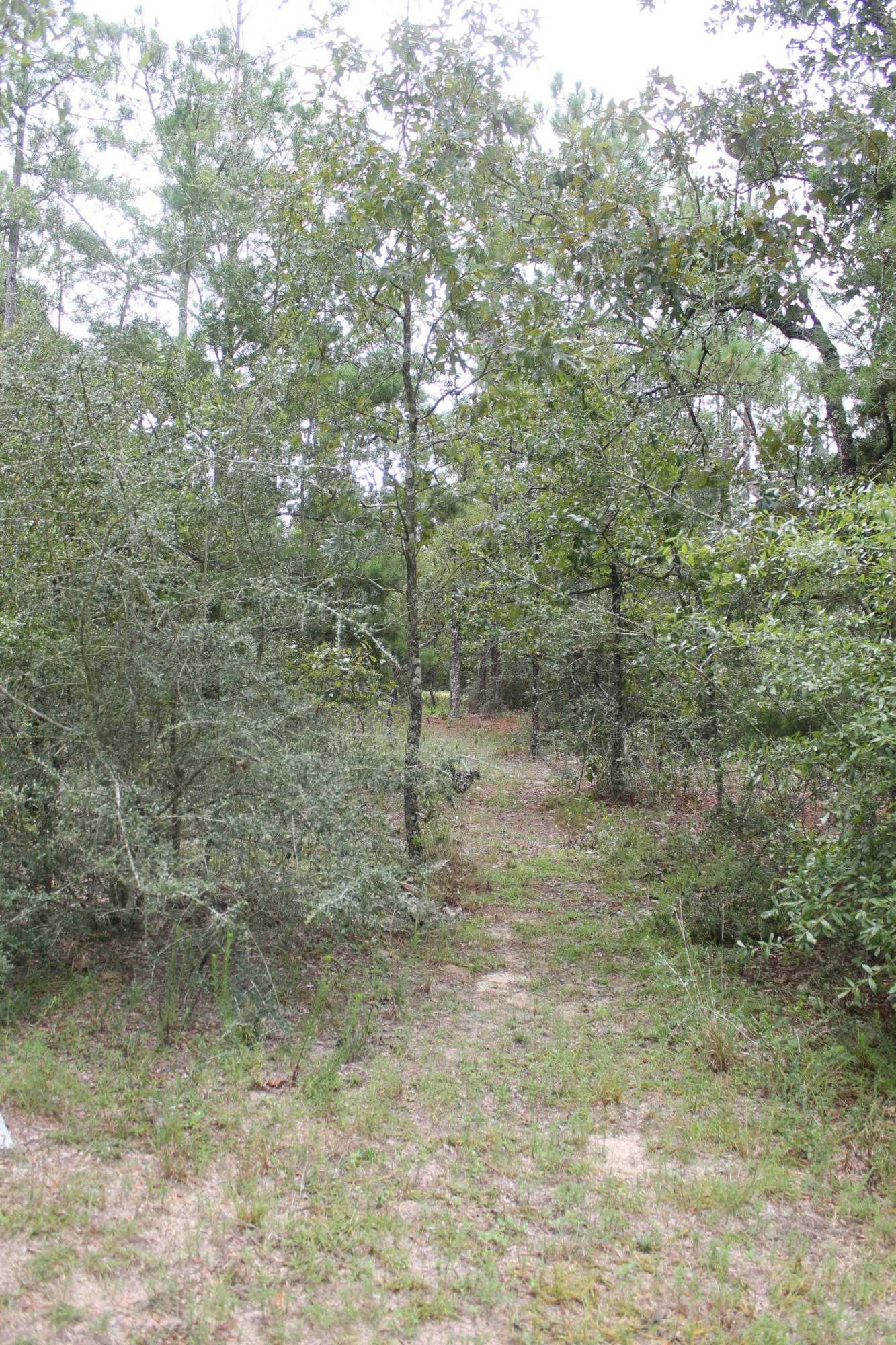 94 Sager Lane Crestview, FL 32539 - Photo 23 of 38 a view of a forest with a tree