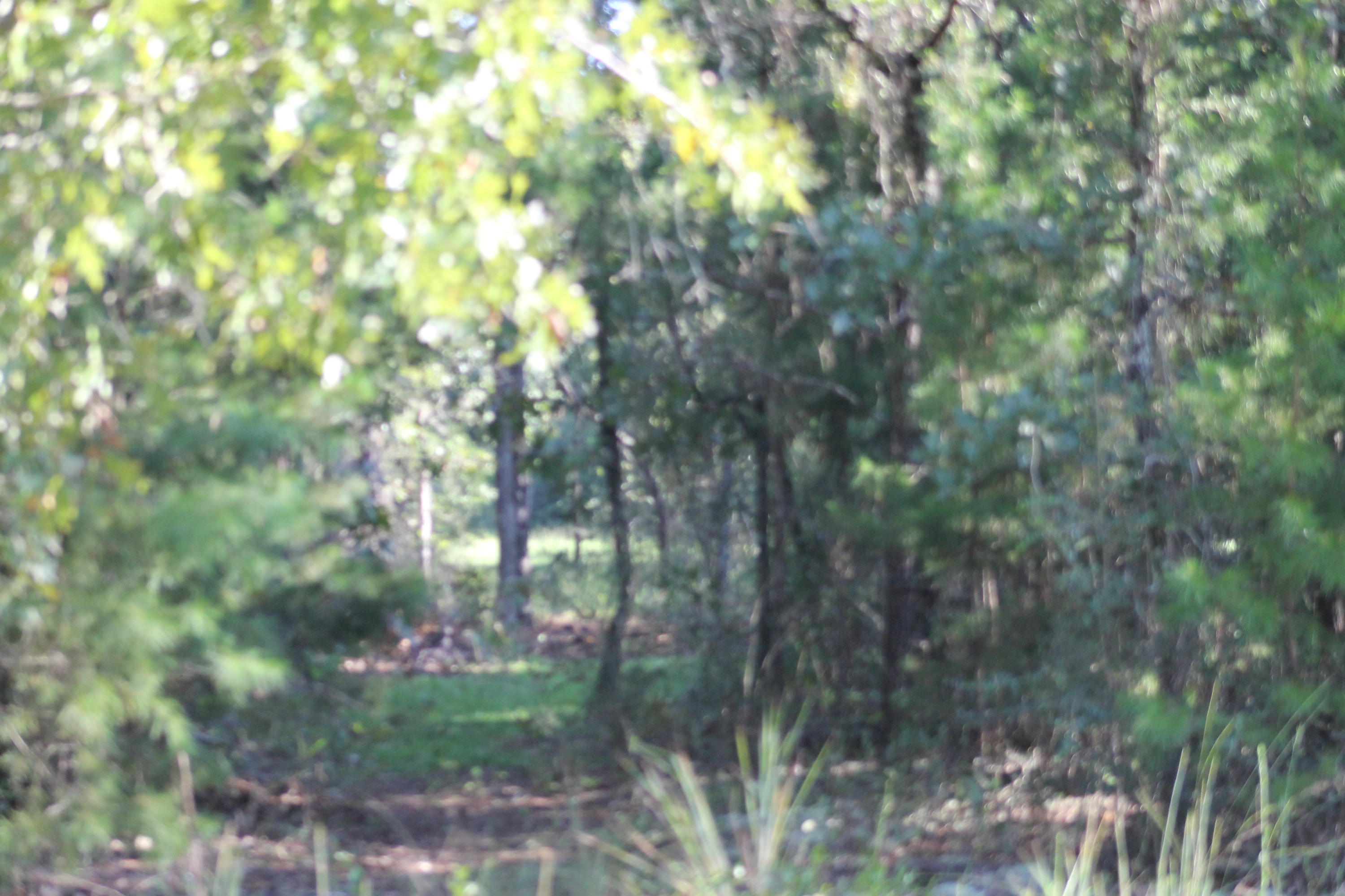 94 Sager Lane Crestview, FL 32539 - Photo 29 of 38 a view of forest