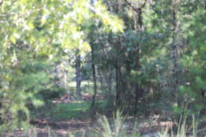 94 Sager Lane Crestview, FL 32539 - Photo 33 of 38 a view of a yard