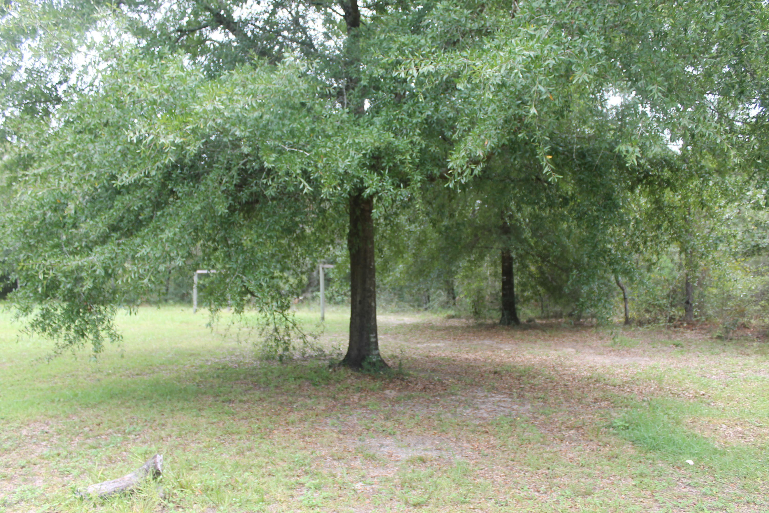 94 Sager Lane Crestview, FL 32539 - Photo 8 of 38 a view of a forest with trees in the background
