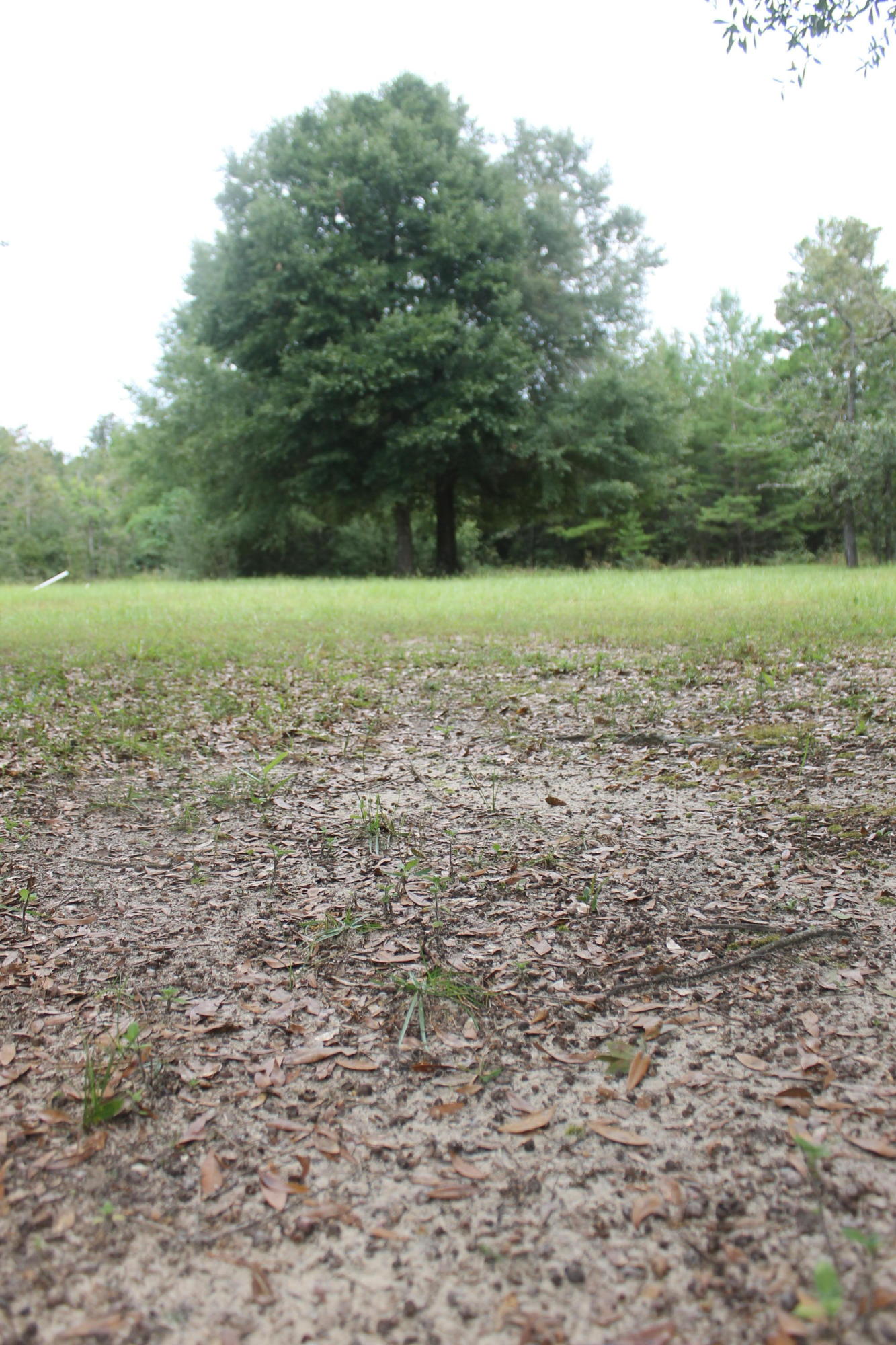 94 Sager Lane Crestview, FL 32539 - Photo 10 of 38 a view of a lake with a yard