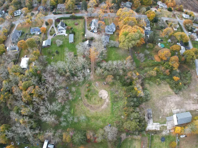 a close up of a tree