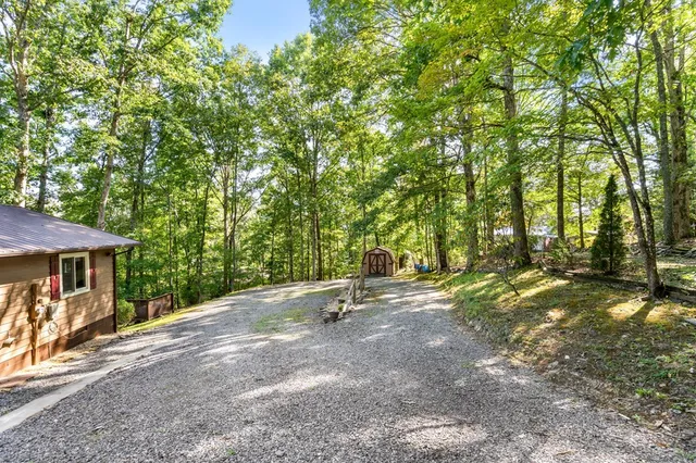 a park with large trees