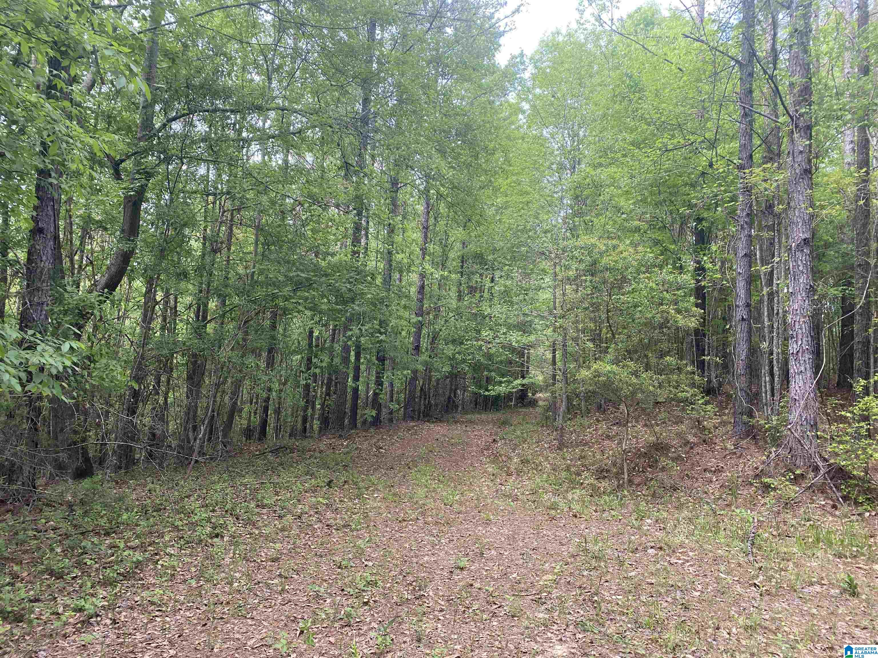 0 County Road 44 Linden, AL 36748 - Photo 36 of 48