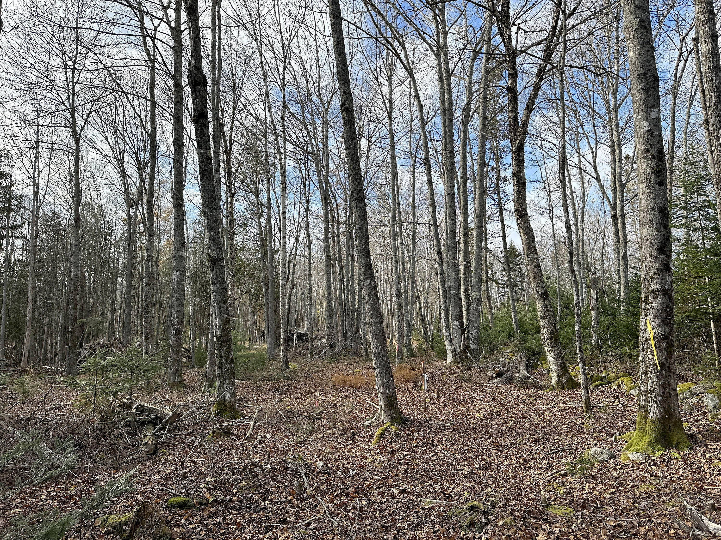 102 Naskeag Point Road Brooklin, ME 04616 - Photo 6 of 22 102 Naskeag_006