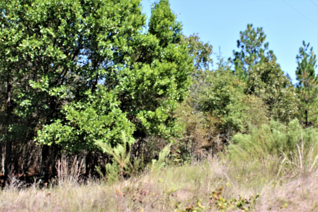 Parcel B Webbs Pond Road Williston, SC 29853 - Photo 5 of 13