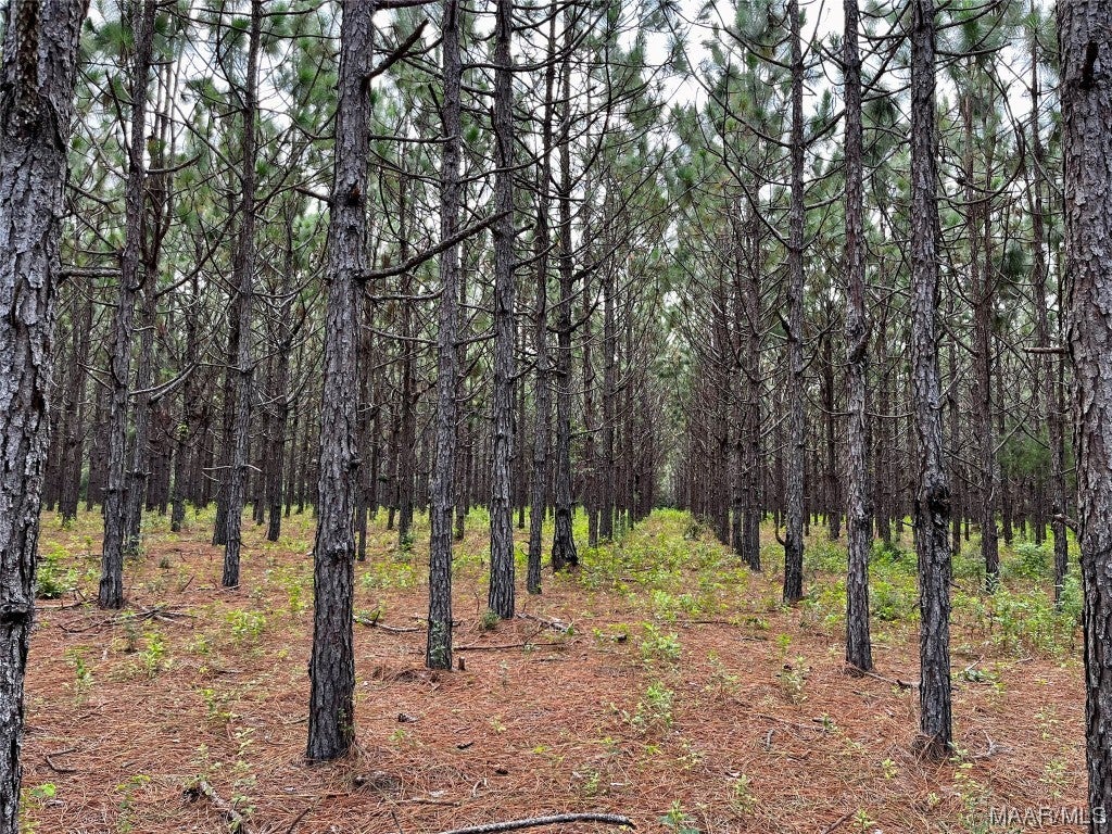 14.43-acres Grace Road Kinston, AL 36453 - Photo 3 of 9 Gallery Image 3