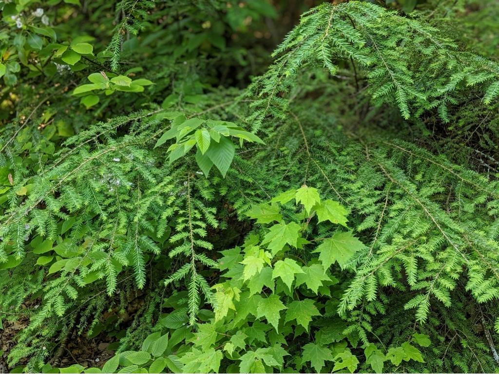 Lot 11 Pfeiffer Rdg Road, Unit 11 Johnson City, TN 37615 - Photo 10 of 12 Evergreens Aplenty