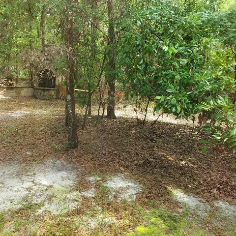 a view of backyard with tree