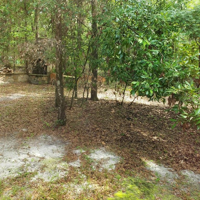 28063 31st Road Branford, FL 32008 - Photo 22 of 29 a view of backyard with tree