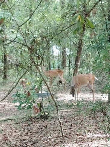 28063 31st Road Branford, FL 32008 - Photo 23 of 29 a view of outdoor space and yard