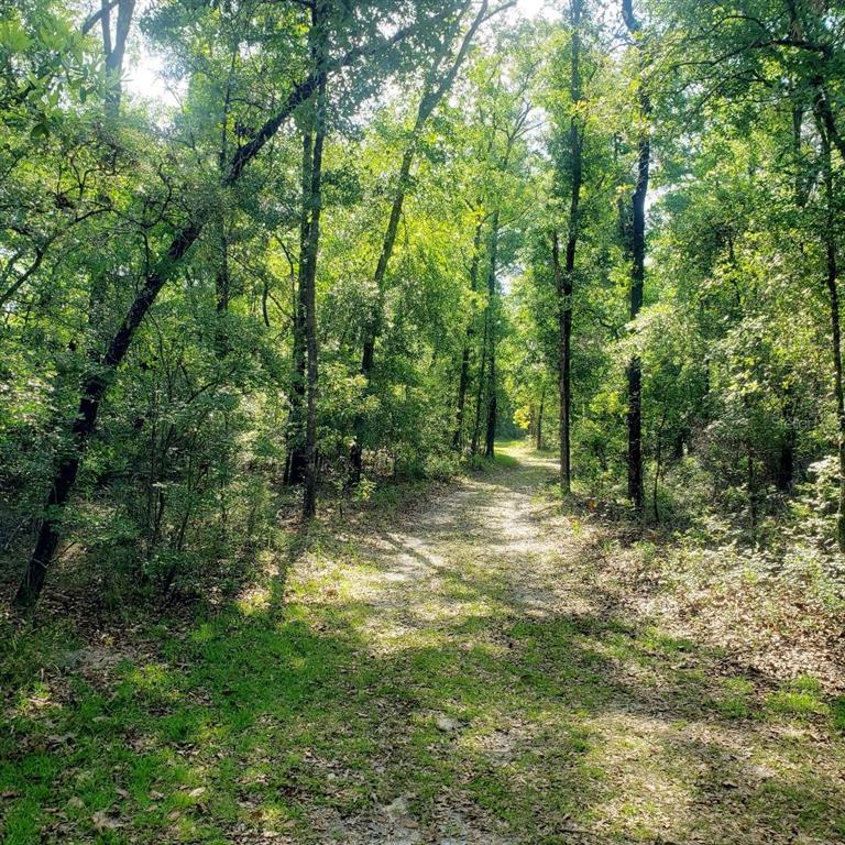28063 31st Road Branford, FL 32008 - Photo 24 of 29 a large yard with lots of green space and house in the back
