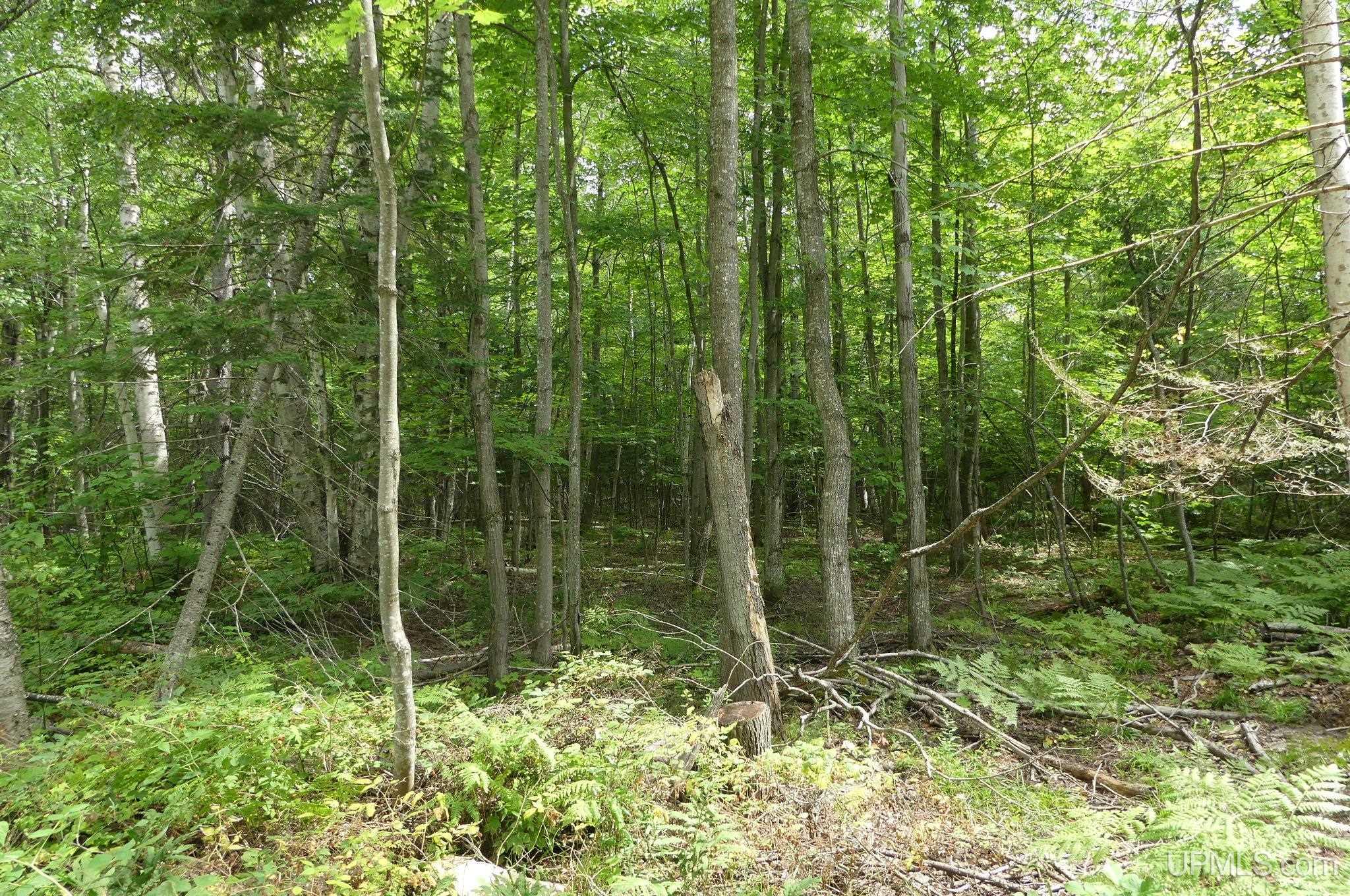 Tbd East Webb Road Grand Marais, MI 49839 - Photo 15 of 27 Gallery Image 15
