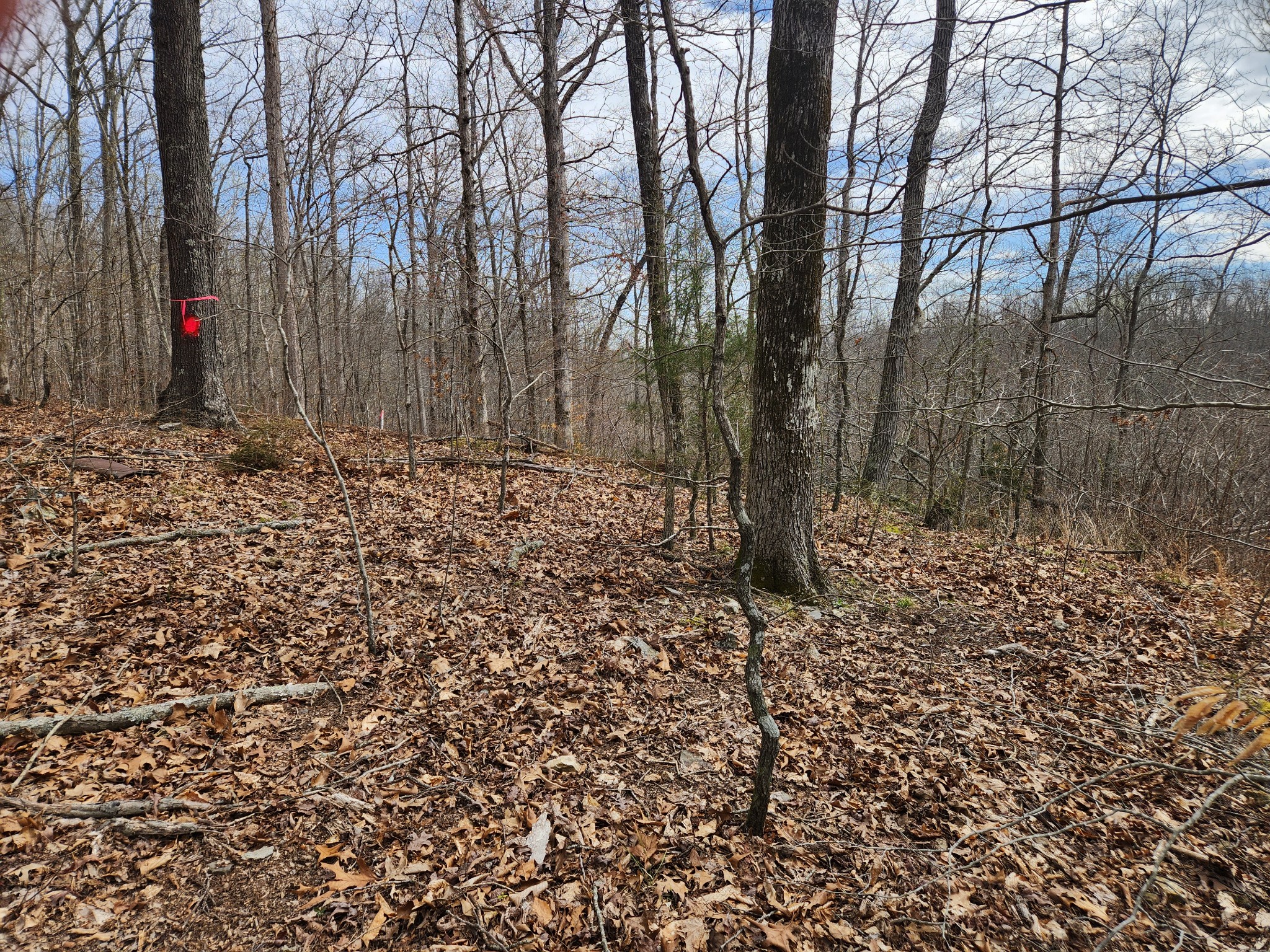 0 Sullivan Road Centerville, TN 37033 - Photo 11 of 11 a view of a forest with large trees