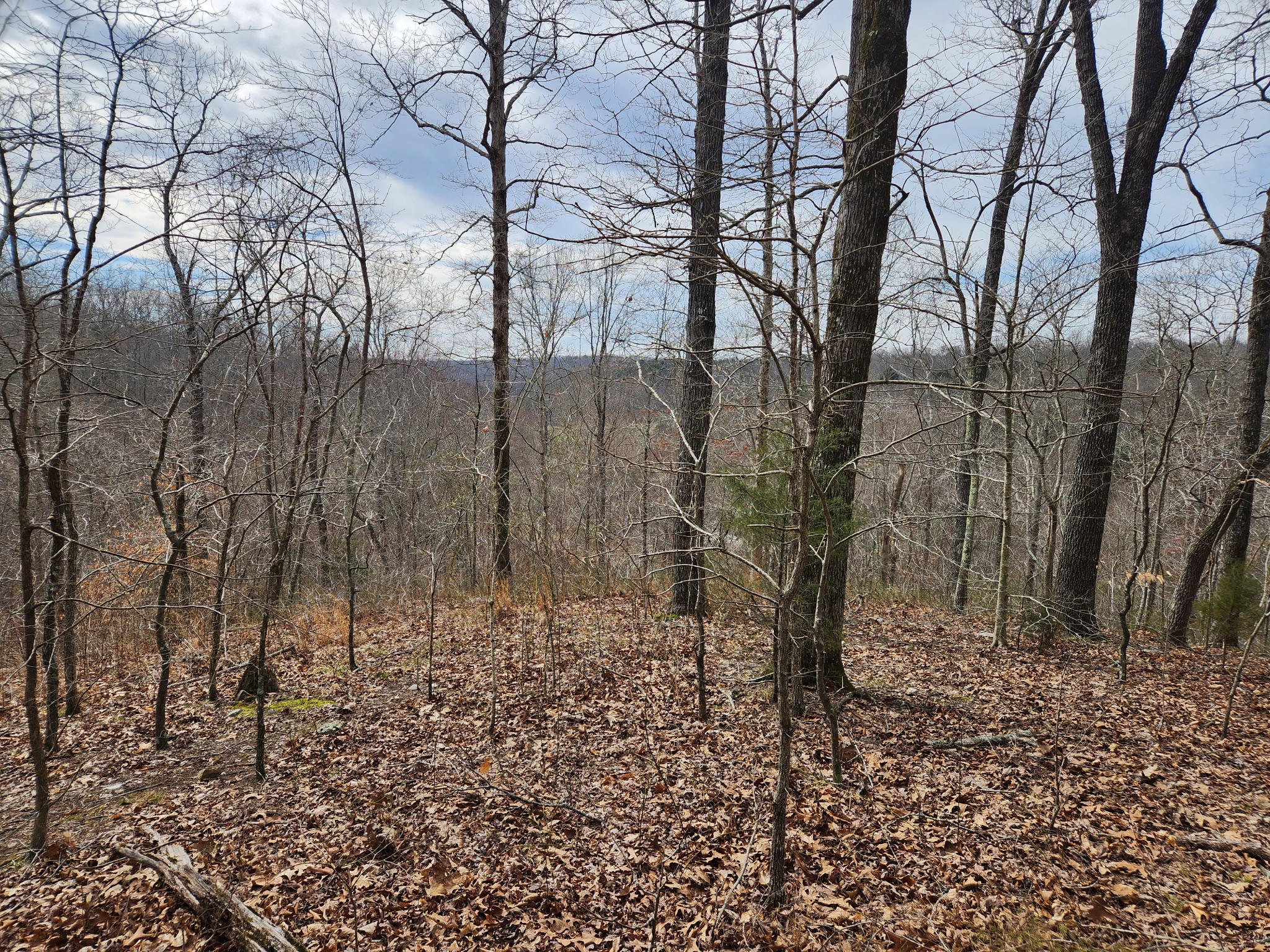 0 Sullivan Road Centerville, TN 37033 - Photo 9 of 11 a view of a yard with trees