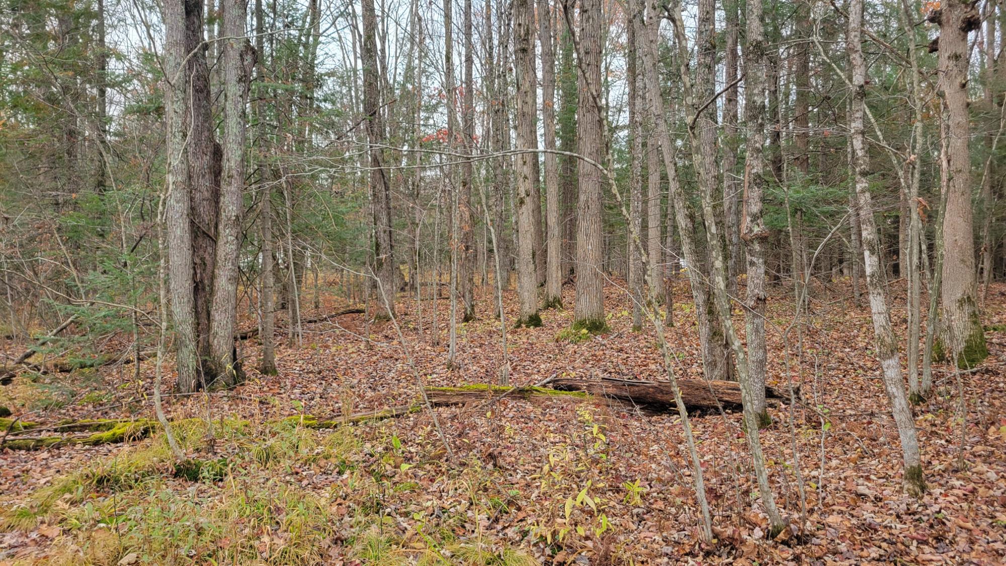 Lot #13 Sunnyside Road Sheldon, WI 54766 - Photo 9 of 10 Gallery Image 9