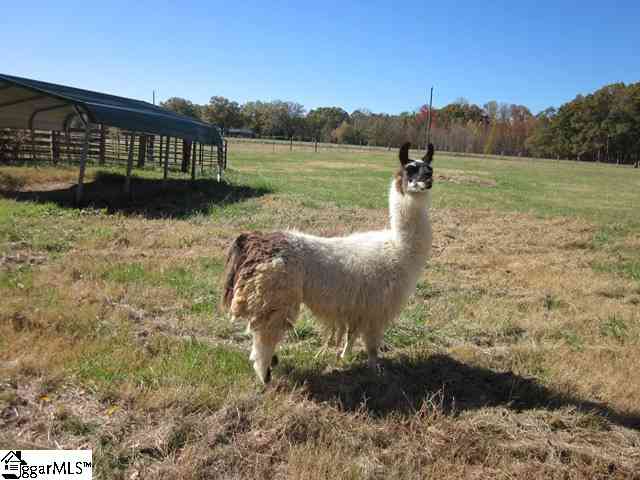 2247 Reedy Fork Road Pelzer, SC 29669 - Photo 22 of 24