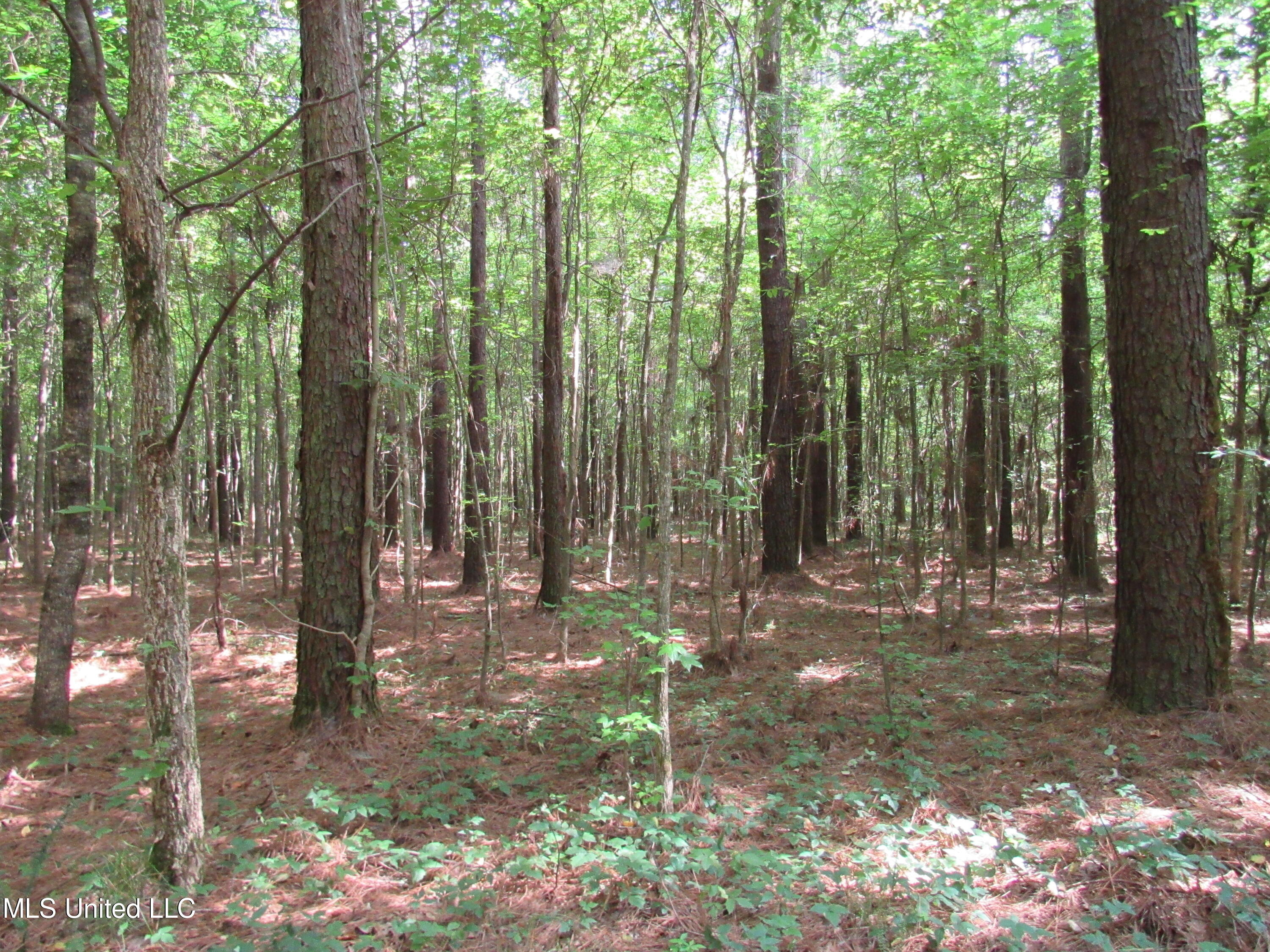 No Harmon Road Senatobia, MS 38668 - Photo 26 of 46 IMG_3446
