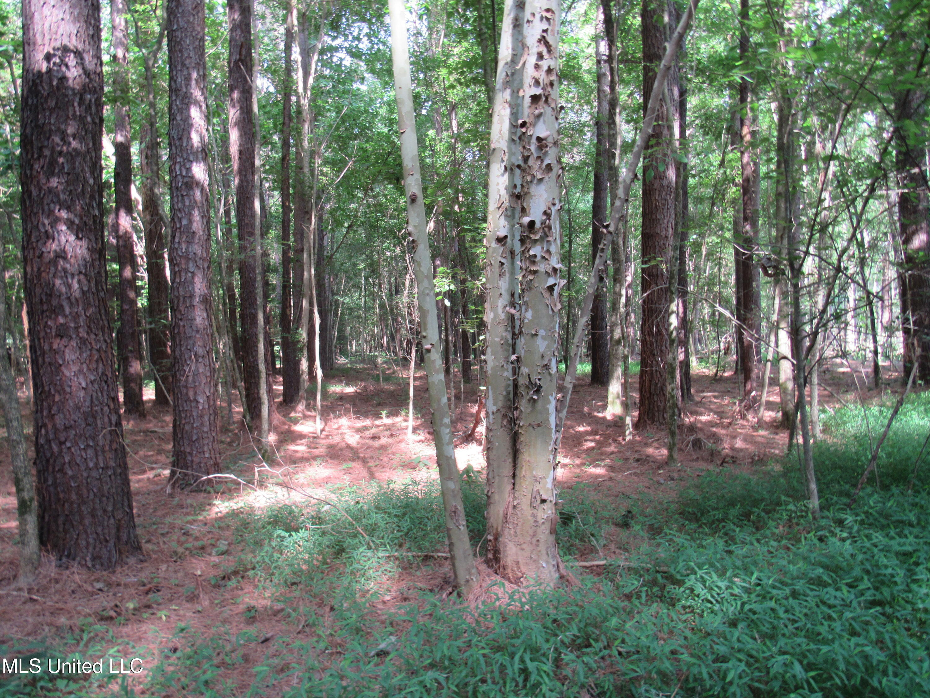 No Harmon Road Senatobia, MS 38668 - Photo 35 of 46 IMG_3458