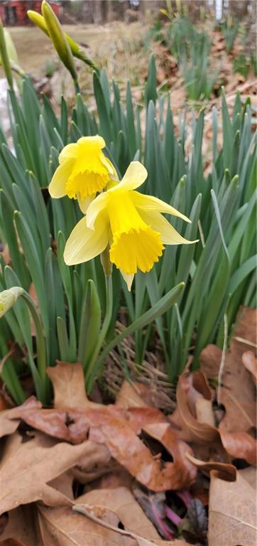 22303 County 253 Road Wheatland, MO 65779 - Photo 49 of 57