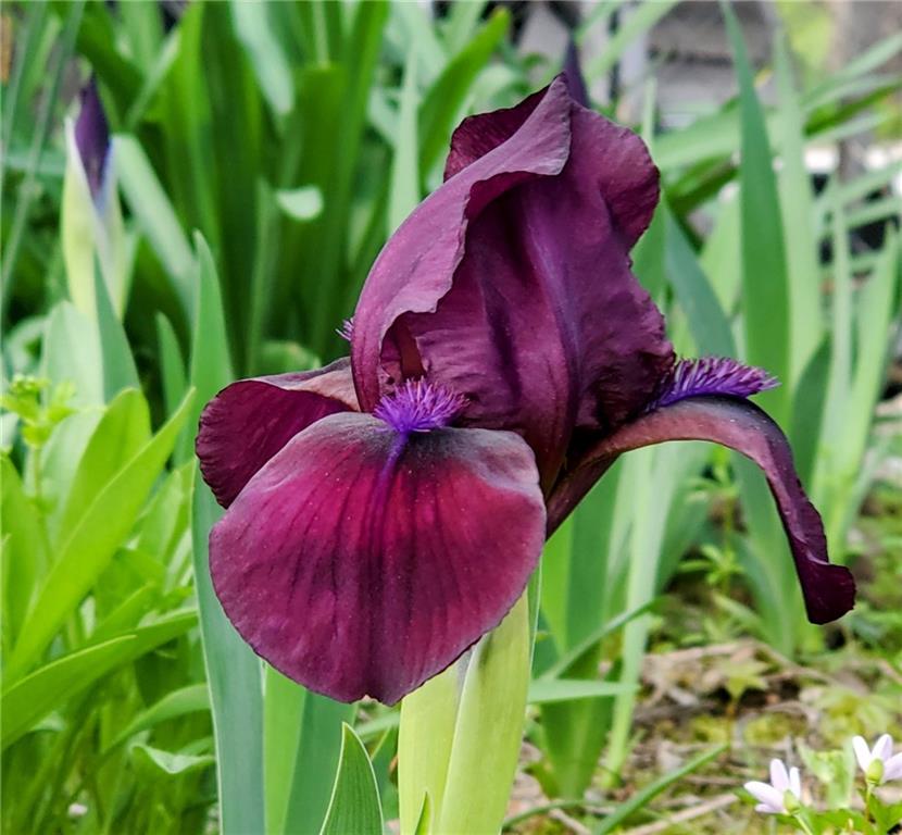 22303 County 253 Road Wheatland, MO 65779 - Photo 50 of 57