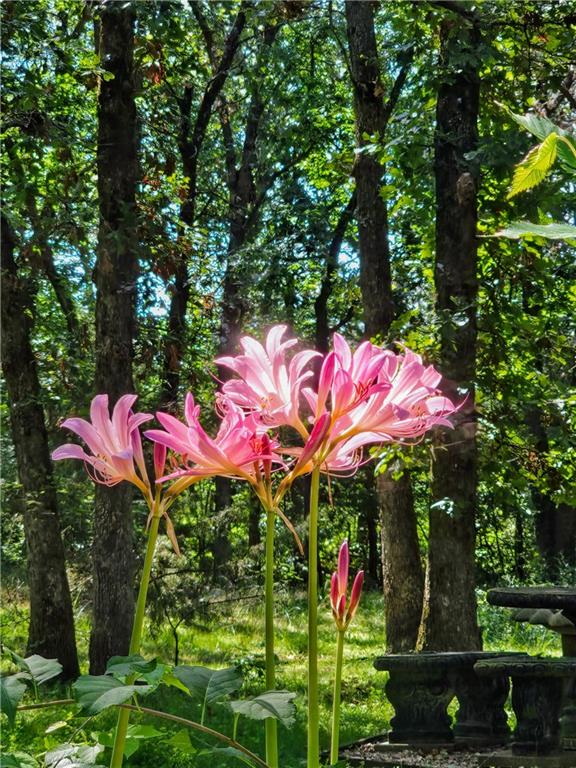 22303 County 253 Road Wheatland, MO 65779 - Photo 52 of 57