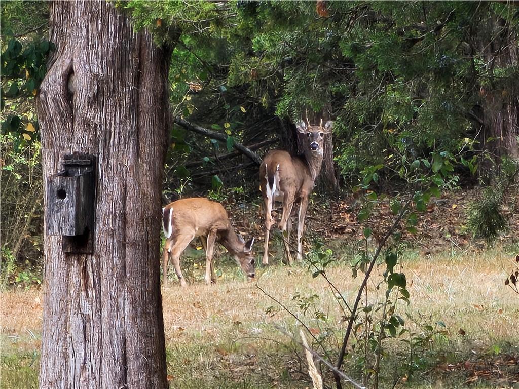 22303 County 253 Road Wheatland, MO 65779 - Photo 53 of 57