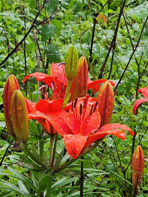 22303 County 253 Road Wheatland, MO 65779 - Photo 55 of 57