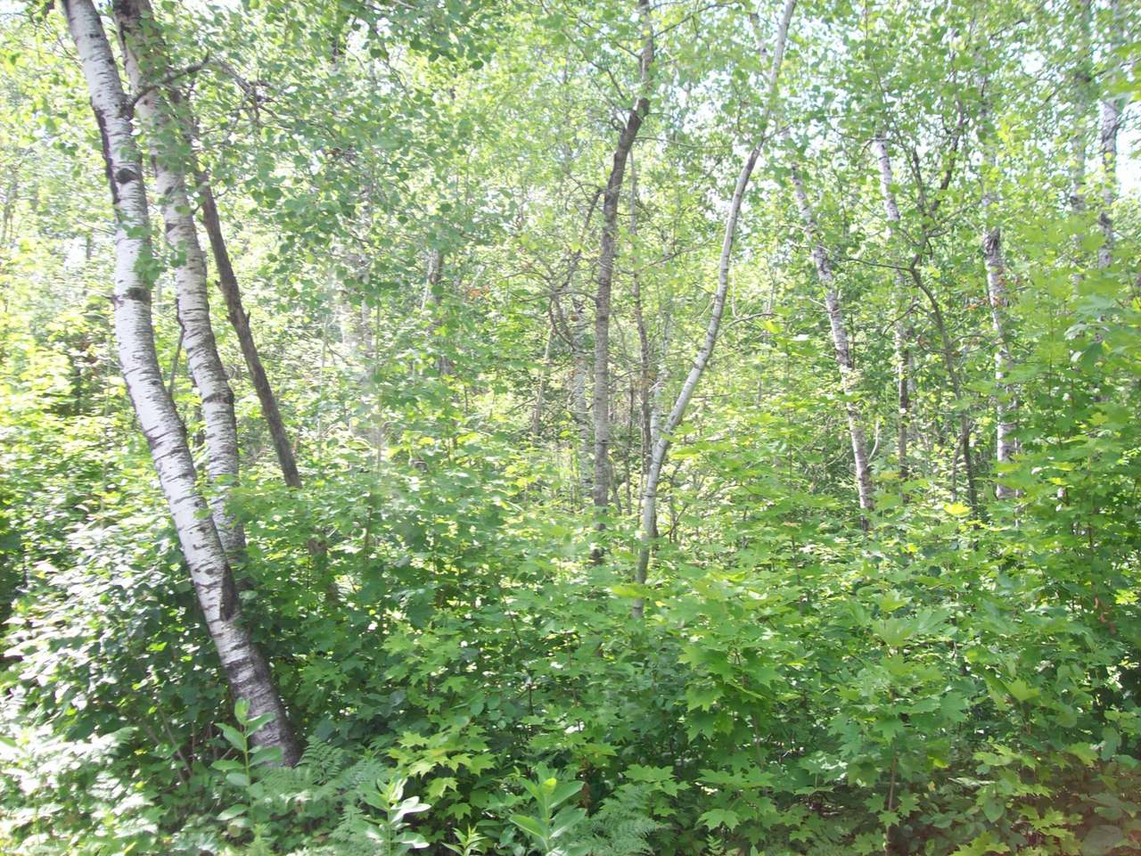 0 Flowage Road Park Falls, WI 54552 - Photo 2 of 9 Gallery Image 2
